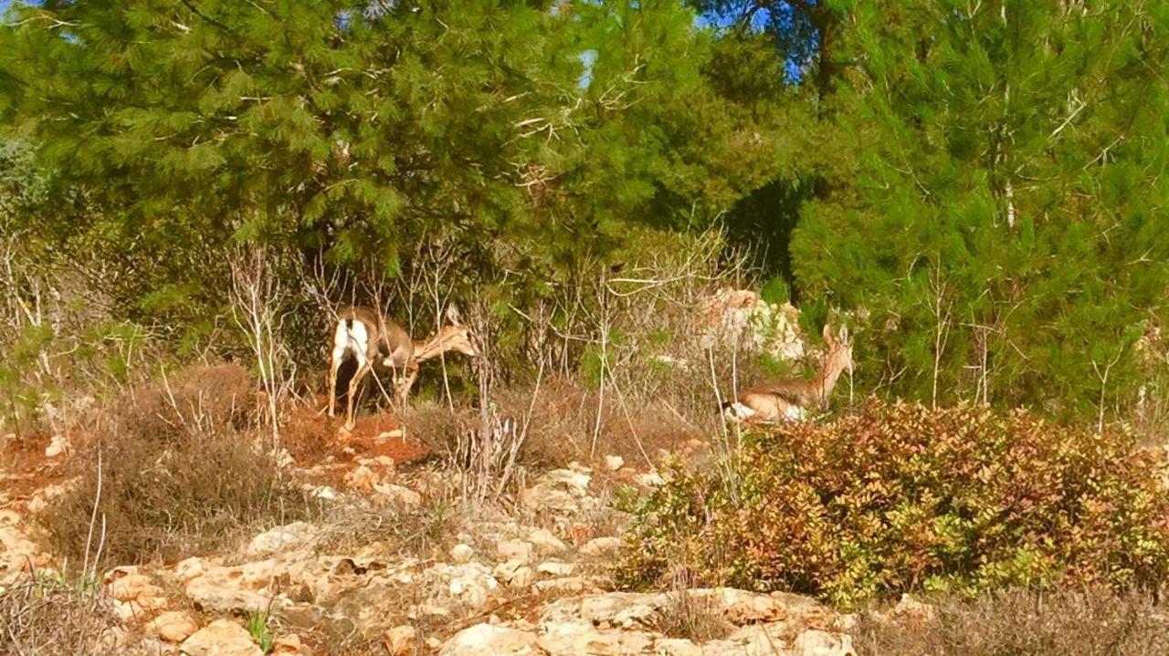 Tur Sinai Organic Farm Resort Jeruzalém Pokoj fotografie